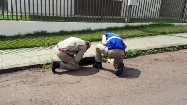 Gata fica presa em bueiro e Corpo de Bombeiros é mobilizado para o resgate