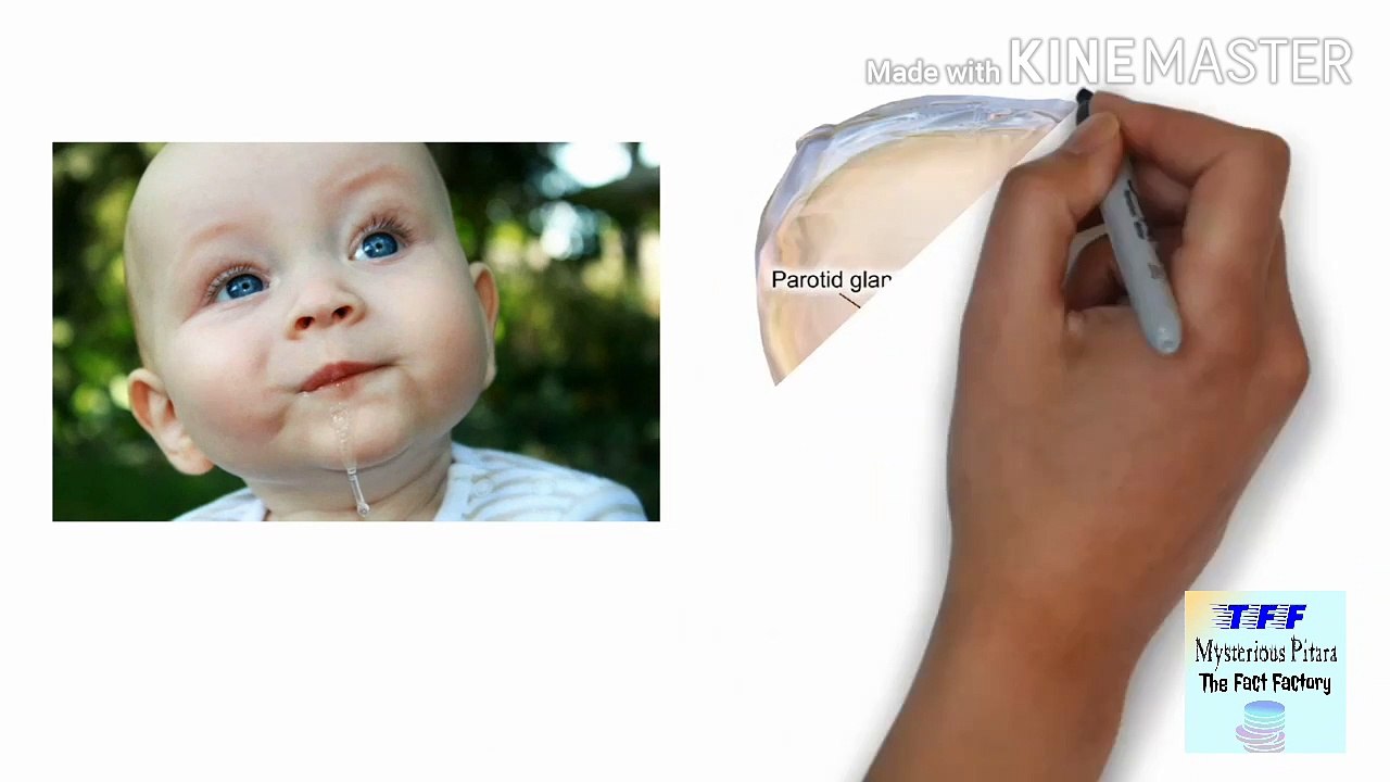 Facts about human body  इंसानी शरीर के चौका देणे वाले रहस्य