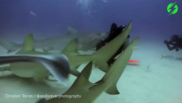Ce plongeur peut endormir les requins