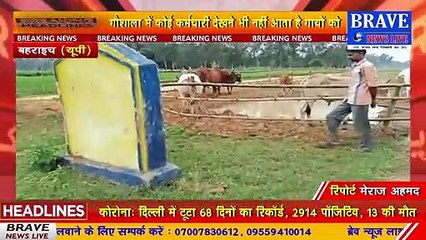 बहराइच में बनी गौशाला में बड़ी लापरवाही आयी सामने, गौशाला में गायों की हालत दयनीय | BRAVE NEWS LIVE