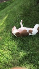 Doggo Loves Sliding Down Hills