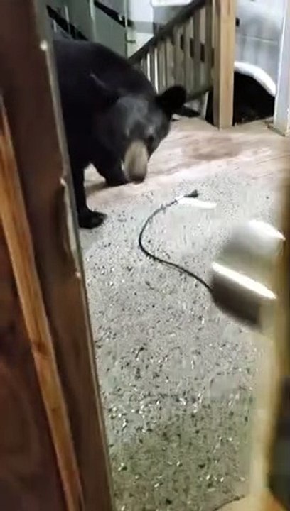 Lady Feeds Black Bear on Front Porch