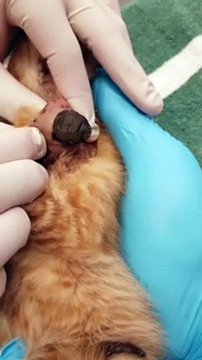 Bot Fly Larvae Successfully Removed from Kitten