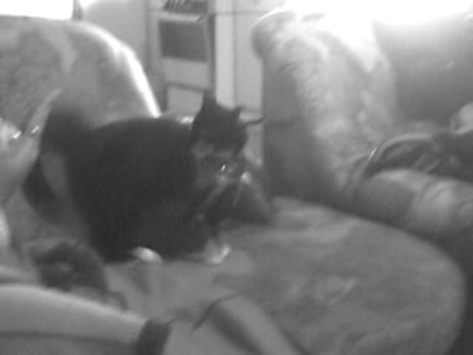 NOTRE CHAT