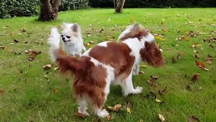 Le bonheur des poilus resuite