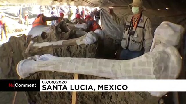 Des centaines de squelettes de mammouths découverts au Mexique