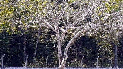 [SBEG Spotting]Boeing 737-800 PR-GUX na final antes de pousar em Manaus vindo de Brasília