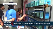 Bisnis Budidaya Ikan Cupang, Hasilkan Puluhan Juta Rupiah