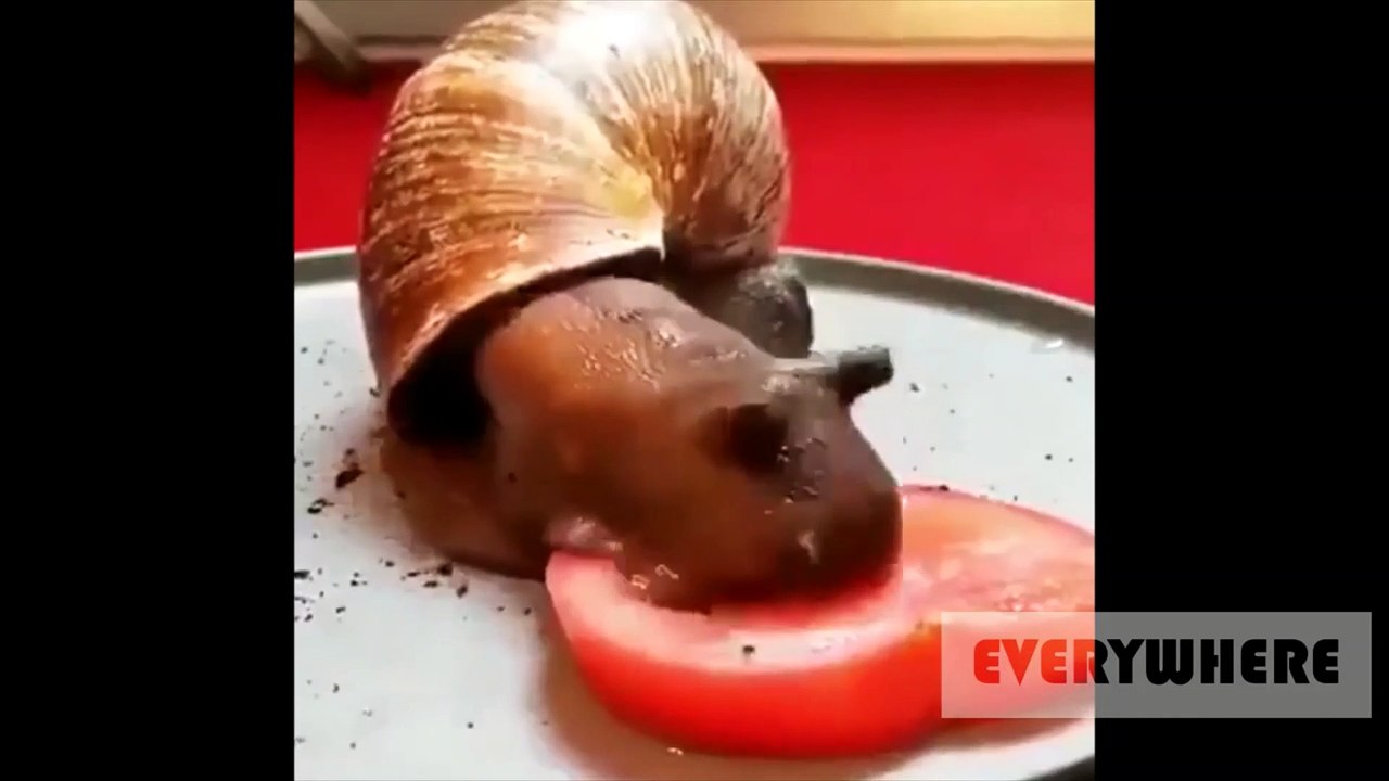 Funny & coooool  N° 11