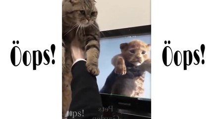 Funny cats and dogs 2020 | OOPS PETS!