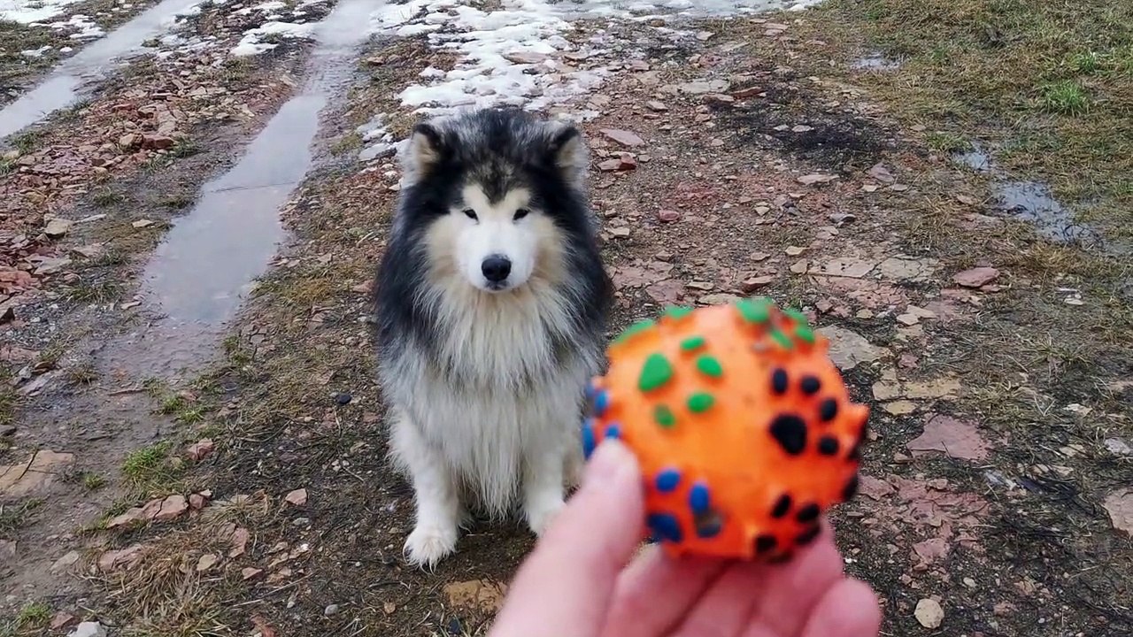 living with a dog