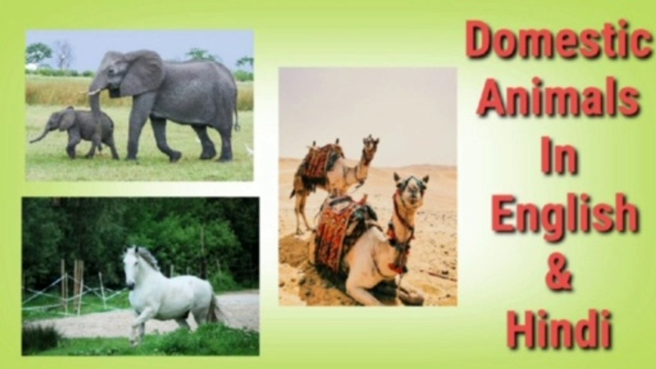 Domestic Animals Name English & Hindi | पालतू जानवरों के नाम | Animals Names song [ Hindi ]