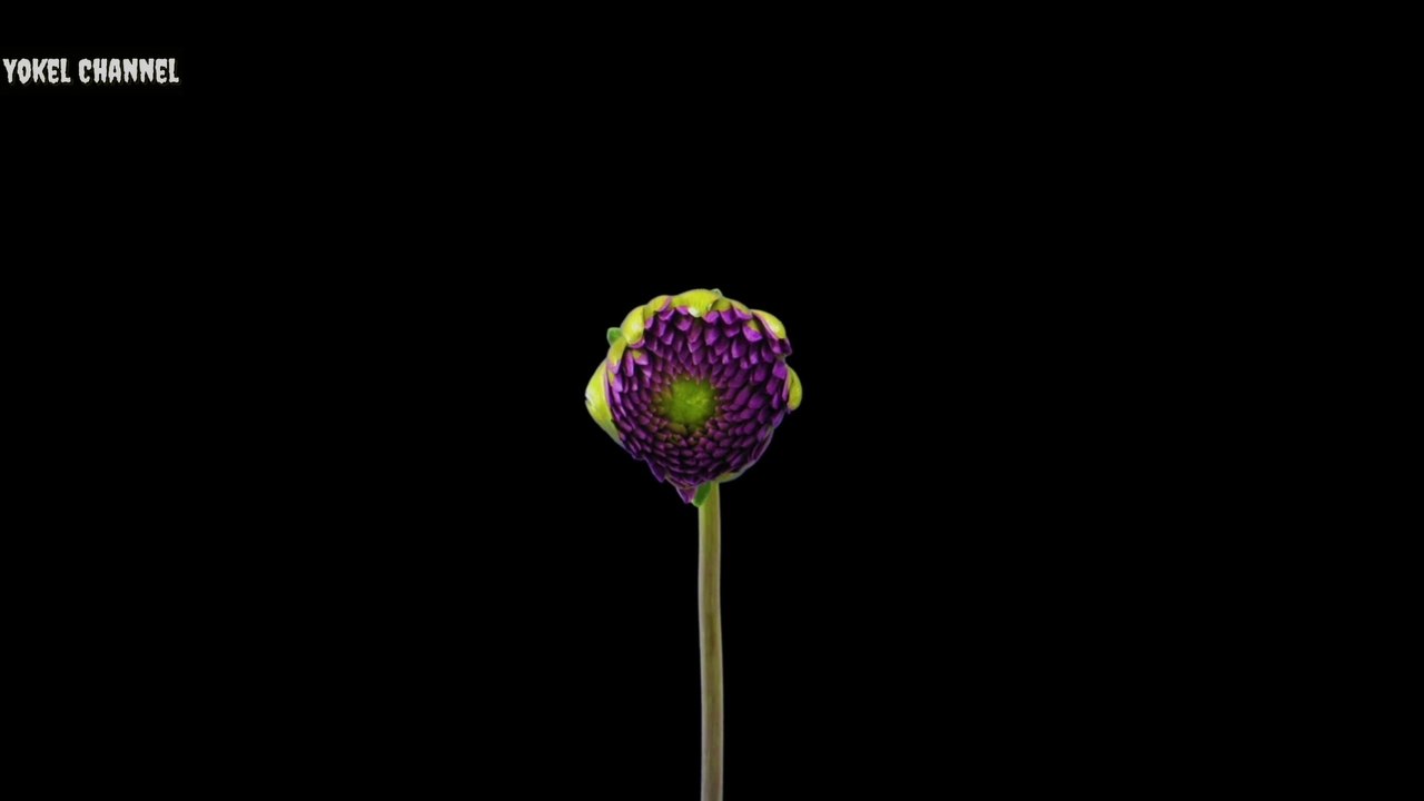 Times Lapse Blooming Flowers 