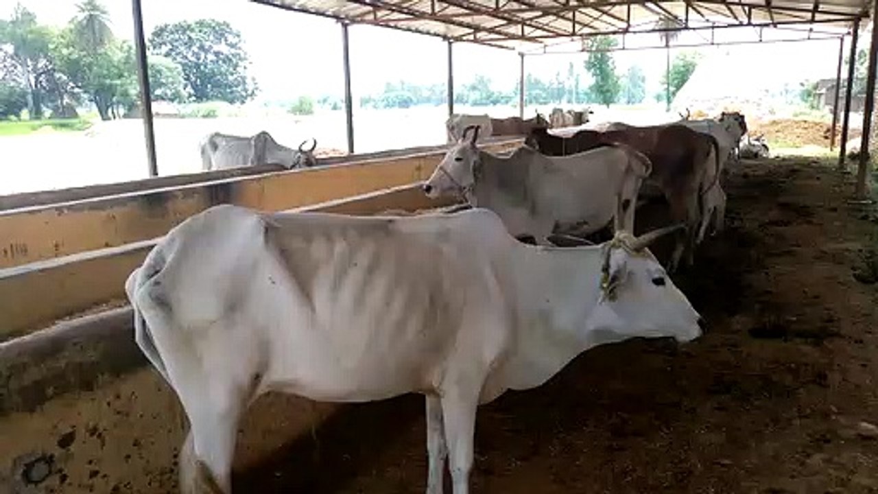 योगी सरकार में गाय के नाम पर बड़ा घोटाला