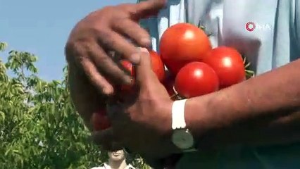 Sandıkta bulduğu asırlık Ayaş Domatesi tohumuyla dünyaya açıldı