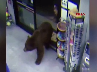 ABD'de ayı, süpermarkete zorla girerek çikolata yedi