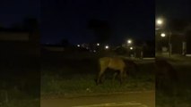 Cavalos correndo soltos quase provocam acidente na Avenida Carlos Gomes