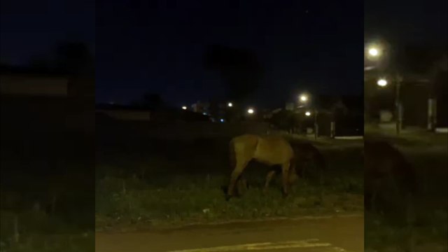 Cavalos correndo soltos quase provocam acidente na Avenida Carlos Gomes