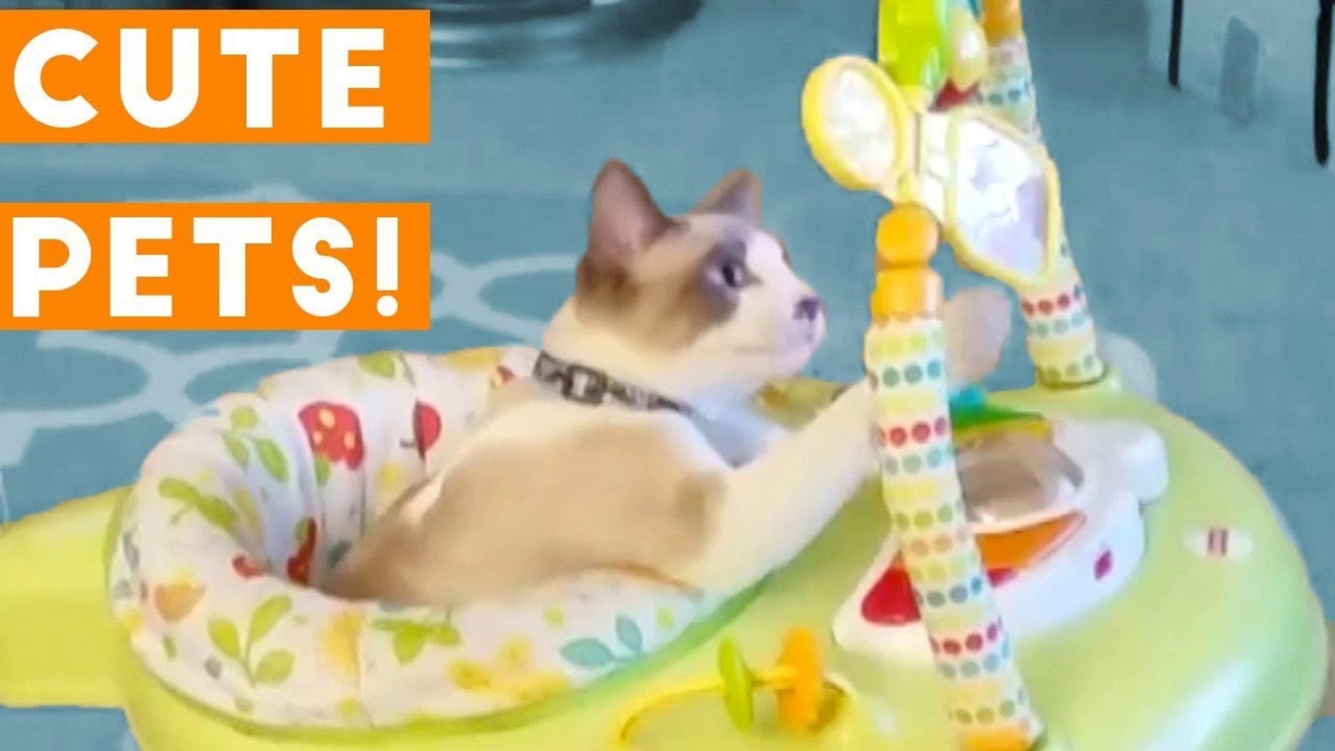 ⁣Cutest Pets of the Week Compilation April 2018 _ Funny Pet Videos