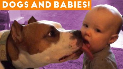 Most Adorable Dog and Baby Compilation Ever _ Funny Pet Videos