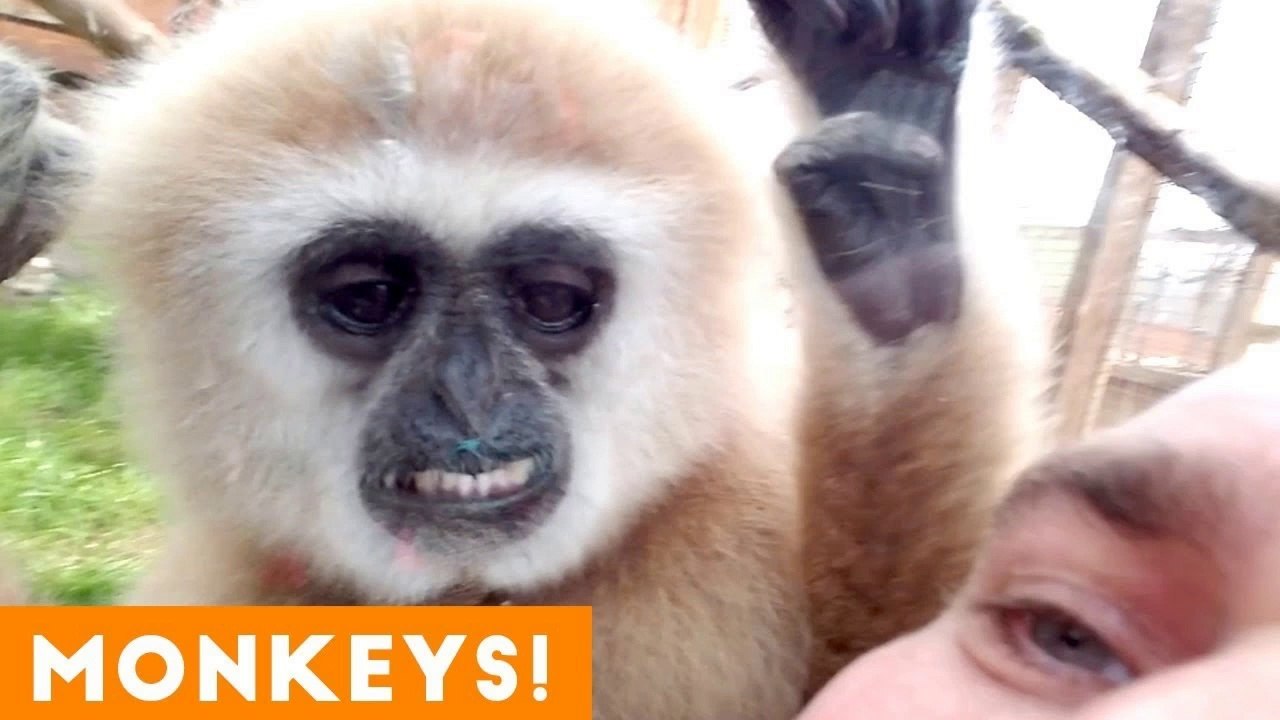 Funniest Monkey and Primate Videos of 2018 _ Funny Pet Videos