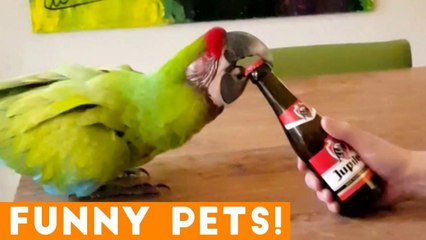 Funniest Pets of the Week Compilation April 2018 _ Funny Pet Videos