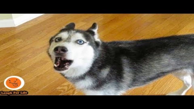 Funniest Dogs Arguing Owner Funny Babies And Pets