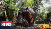 Thailand's oldest hippopotamus celebrates 55th birthday