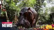 Thailand's oldest hippopotamus celebrates 55th birthday