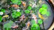 Koi fish 3D painting in the fishtank | Mr Nghi Channel