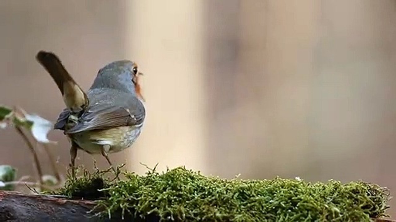bird feeding on grass