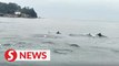 Dolphins spotted in the waters of Teluk Tikus in Penang