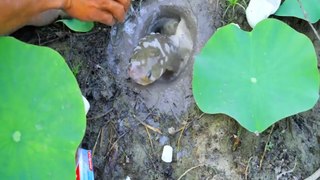 Experiment: Pepsi, Toothpastes and Eggs vs Fishes In Hole | Animal Trap