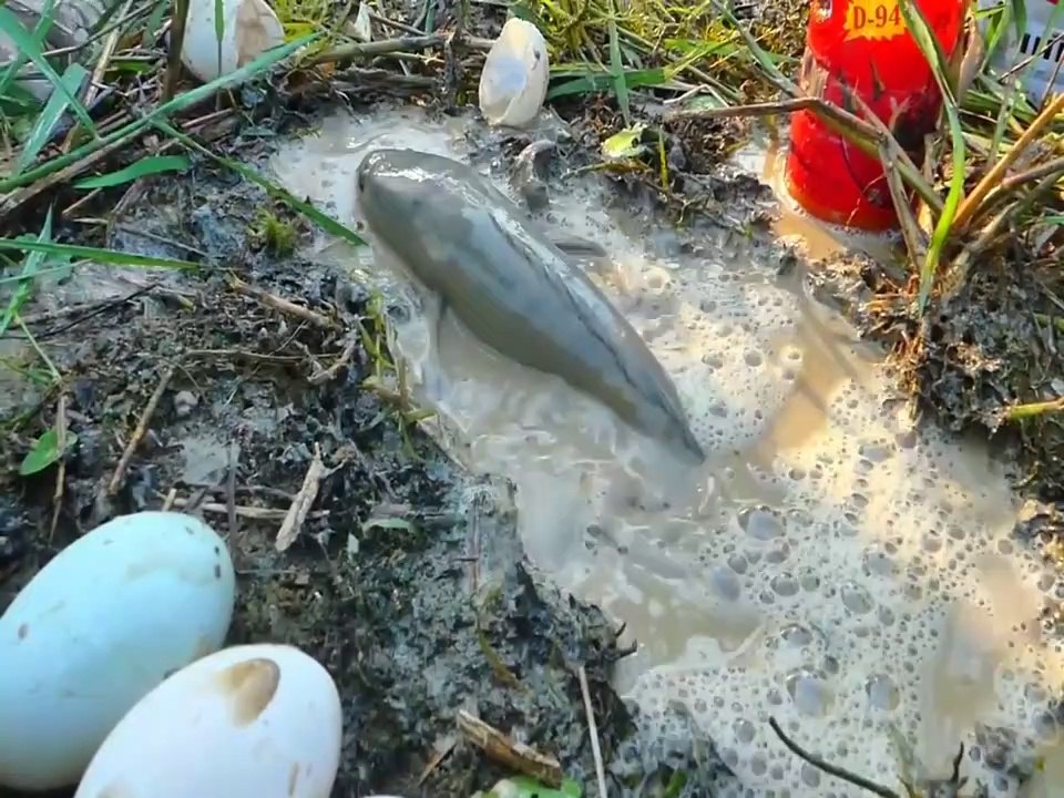 Experiment: Unique Fishing With Chilli Sauce , Eggs Catch Fishes From Hole | Animal Trap