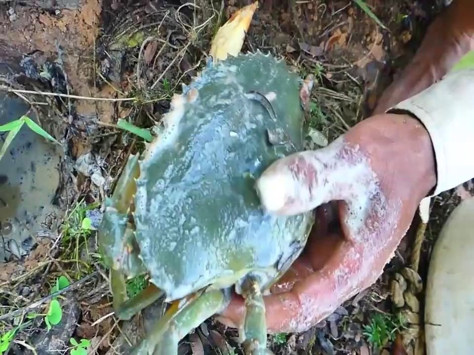 New Method Of Catching Big Crab With Coca Cola - Eggs From Hole - How To Catch Crab In Hole | Animal Trap