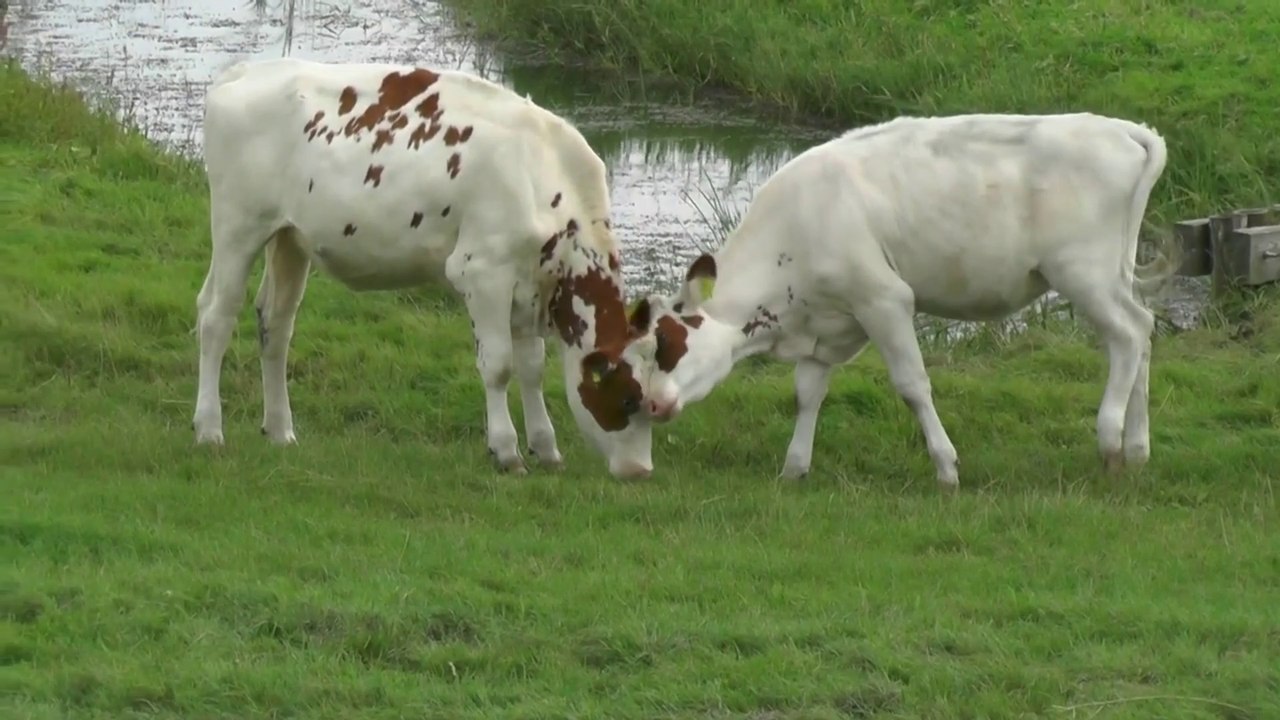 Cow