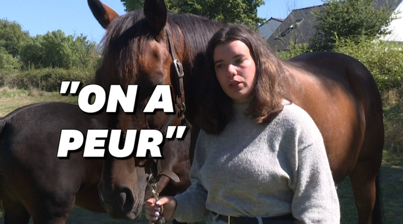 Chevaux mutilés: Comment les éleveurs s'organisent face à la psychose? Témoignage d'Éloïse, propriétaire d'un pur-sang