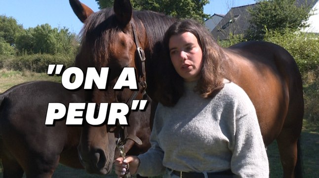Chevaux mutilés: Comment les éleveurs s'organisent face à la psychose? Témoignage d'Éloïse, propriétaire d'un pur-sang