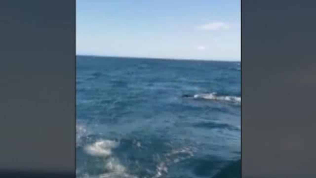 Aumentan los avistamientos de ballenas