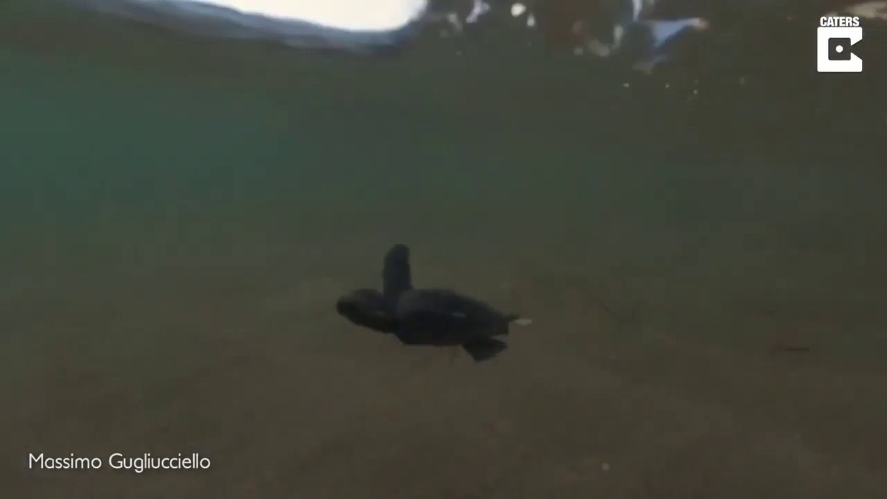 Premier bain de mer pour ce bébé tortue adorable