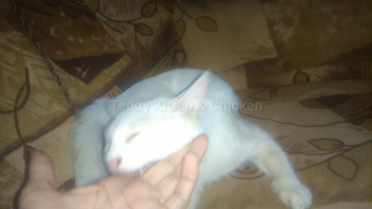 White Persian Cat Biting Me_Teddy kitte  and chicken