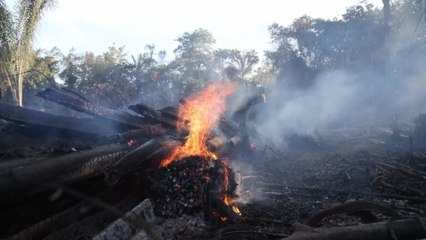 Amazonía celebra su día entre el fuego y las acciones de Bolsonaro