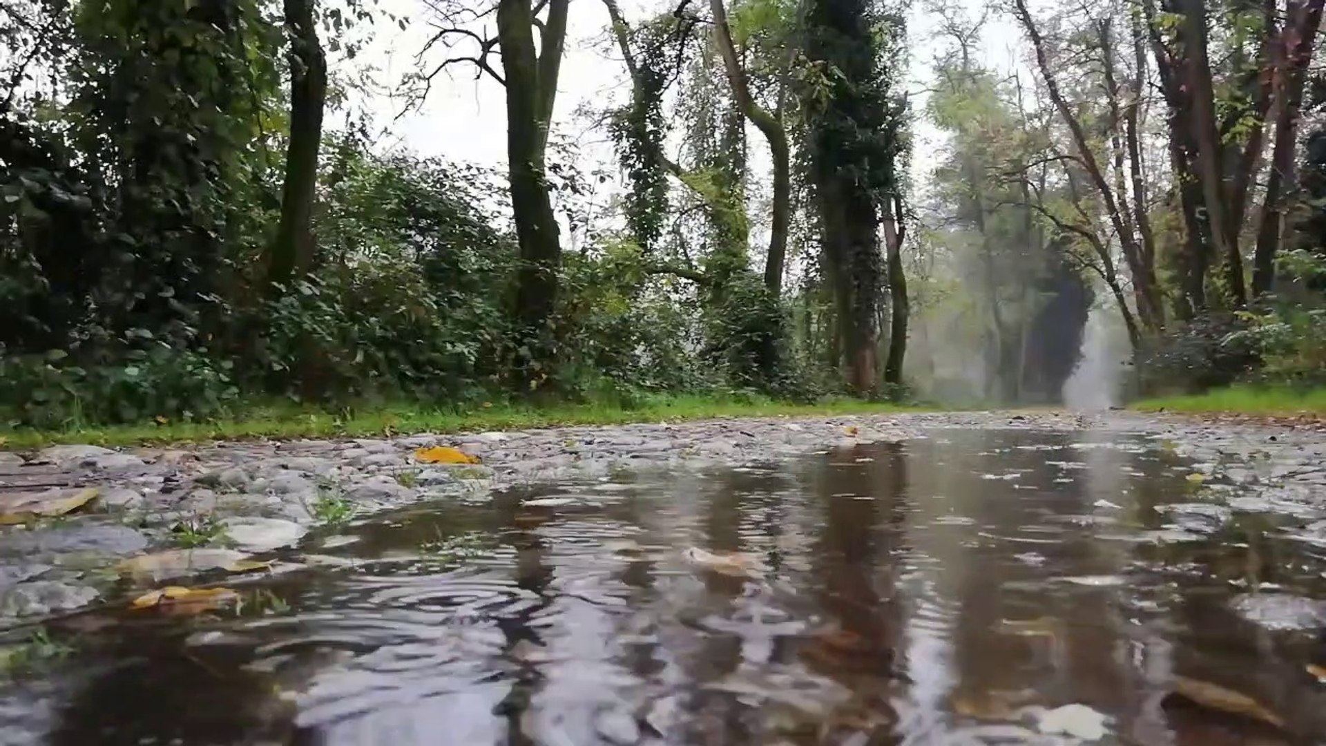 ⁣Relaxing Music and Rain: Deep Sleep Music, Rain 40 Minute Music, Meditation Music, Study Music