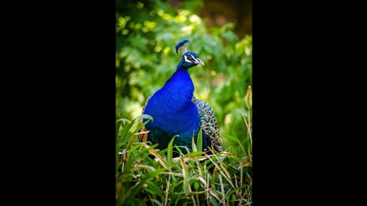 Female peacock images | Peacock pics | Peacock photo
