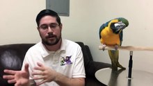 Parrot Wizard Livestream - April 16, 2020