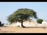 Cheikh anta diop : Un aboutissement de l’école islamique Sénégalaise traditionnelle particulièrement Mouride avant d'être un produit de l’école française