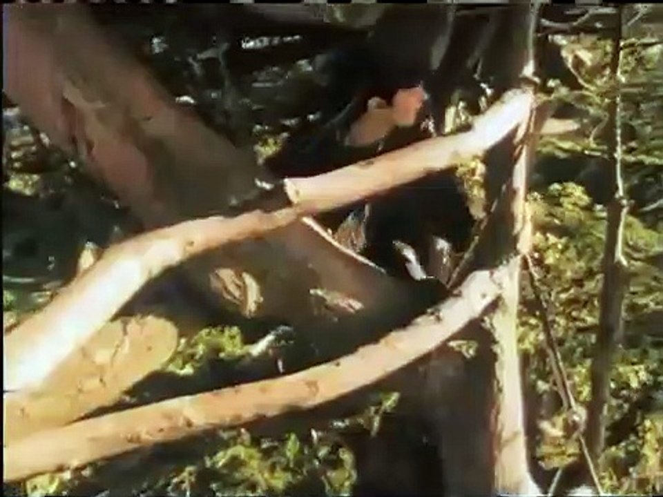 Butterfly - Trailer - POV | PBS