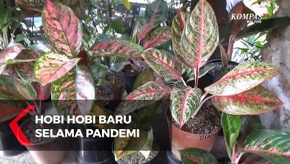 Ini Dia Hobi Baru Selama Pandemi, Pelihara Ikan Hingga Merawat Tanaman