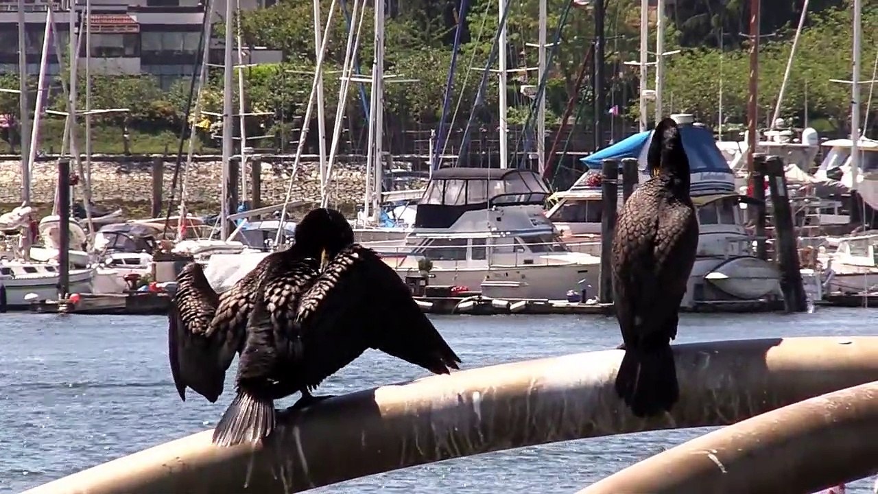 Doublecrested cormorants personal space on the roost video Dailymotion
