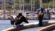 Double-crested cormorants - personal space on the roost